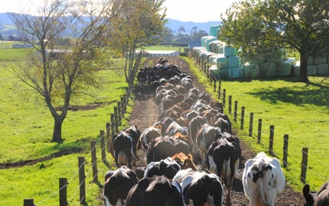 On the farm